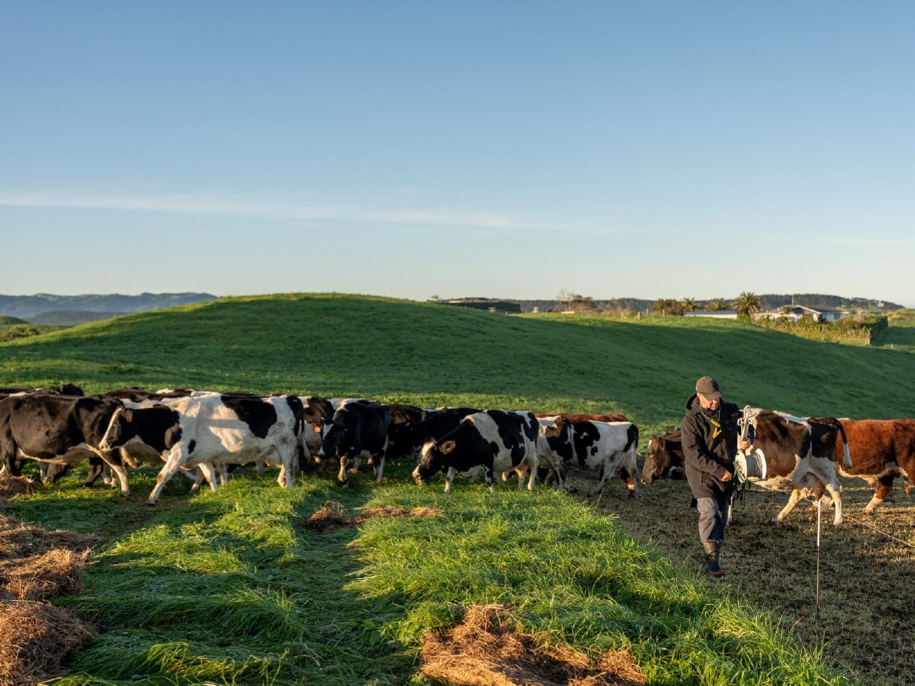 Rural and Lifestyle Data: Year Ending June 2025